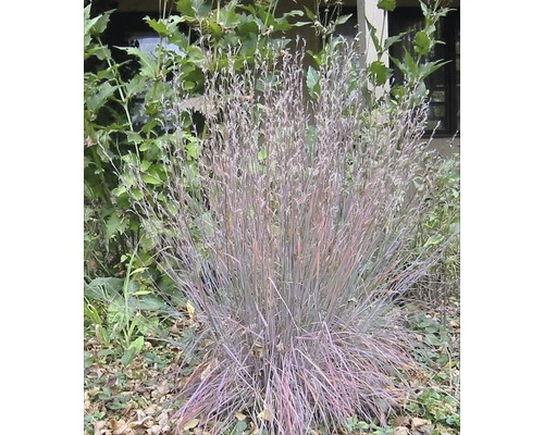 Blaugraues Präriegras FloraSelf Schizachyrium (Andropogon) Scoparium 'Blue Heaven' H 20-30 Cm Co 3 L 3 Blaugraues Präriegras FloraSelf Schizachyrium (Andropogon) Scoparium 'Blue Heaven' H 20-30 Cm Co 3 L