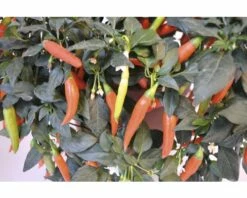 Peperoni FloraSelf Capsicum Annuum 'Little Cayenne' H 25-40 Cm Ø 17 Cm Topf