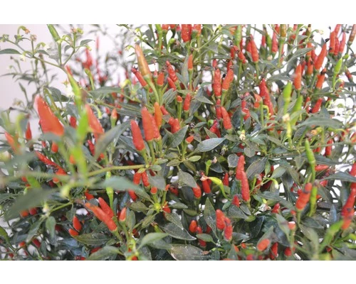 Chili FloraSelf Capsicum Frutescens 'Bonsai Thai' H 30-45 Cm Ø 17 Cm Topf 3 Chili FloraSelf Capsicum Frutescens 'Bonsai Thai' H 30-45 Cm Ø 17 Cm Topf