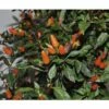 Chili FloraSelf Capsicum Frutescens 'Orange Thai' H 30-45 Cm Ø 17 Cm Topf 2 Chili FloraSelf Capsicum Frutescens 'Orange Thai' H 30-45 Cm Ø 17 Cm Topf -Florasellf Geschaft DV 8 6773108 01 4c DE 20180623211658