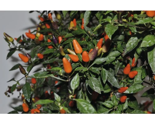 Chili FloraSelf Capsicum Frutescens 'Orange Thai' H 30-45 Cm Ø 17 Cm Topf 3 Chili FloraSelf Capsicum Frutescens 'Orange Thai' H 30-45 Cm Ø 17 Cm Topf