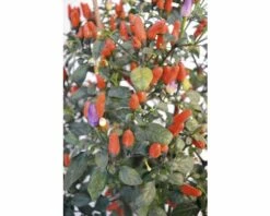 Chili FloraSelf Capsicum Frutescens 'Spicy Ania' H 30-45 Cm Ø 17 Cm Topf