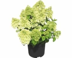 Rispenhortensie FloraSelf Hydrangea Paniculata 'Bobo'® H 50-60 Cm Co 6 L