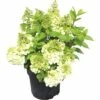 Rispenhortensie FloraSelf Hydrangea Paniculata 'Magical Mont Blanc' ® H 50-60 Cm Co 5 L 1 Rispenhortensie FloraSelf Hydrangea Paniculata 'Magical Mont Blanc' ® H 50-60 Cm Co 5 L -Florasellf Geschaft DV 8 6782875 01 4c DE 20180706051650