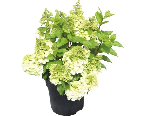 Rispenhortensie FloraSelf Hydrangea Paniculata 'Magical Mont Blanc' ® H 50-60 Cm Co 5 L 3 Rispenhortensie FloraSelf Hydrangea Paniculata 'Magical Mont Blanc' ® H 50-60 Cm Co 5 L