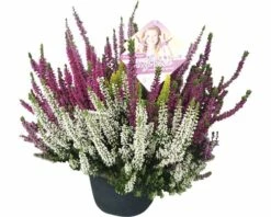 Besenheide, Heidekraut FloraSelf Calluna Vulgaris 'Beauty Ladies High Five' Ø 17 Cm Topf