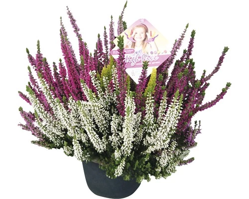 Besenheide, Heidekraut FloraSelf Calluna Vulgaris 'Beauty Ladies High Five' Ø 17 Cm Topf 3 Besenheide, Heidekraut FloraSelf Calluna Vulgaris 'Beauty Ladies High Five' Ø 17 Cm Topf
