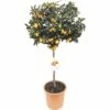 Kumquat-Stämmchen FloraSelf Citrus Japonica Ø 24 Cm Topf 1 Kumquat-Stämmchen FloraSelf Citrus Japonica Ø 24 Cm Topf -Florasellf Geschaft DV 8 6817460 01 4c DE 20180919171753