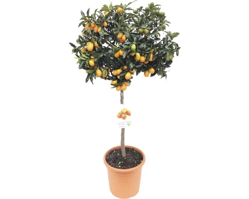 Kumquat-Stämmchen FloraSelf Citrus Japonica Ø 24 Cm Topf 3 Kumquat-Stämmchen FloraSelf Citrus Japonica Ø 24 Cm Topf