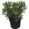 Großblumige Alpenrose FloraSelf Rhododendron Hybride 'Blewbury' H 30-40 Cm Co 6 L 2 Großblumige Alpenrose FloraSelf Rhododendron Hybride 'Blewbury' H 30-40 Cm Co 6 L -Florasellf Geschaft DV 8 6824191 01 4c DE 20180907051651