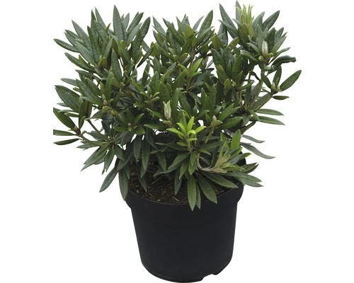 Großblumige Alpenrose FloraSelf Rhododendron Hybride 'Blewbury' H 30-40 Cm Co 6 L 3 Großblumige Alpenrose FloraSelf Rhododendron Hybride 'Blewbury' H 30-40 Cm Co 6 L