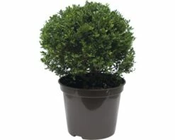 FloraSelf Bergilex Kugel Ilex Crenata 'Glory Gem' H 20-25 Cm Co 5 L