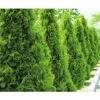 Lebensbaum FloraSelf Thuja Occidentalis `Smaragd` H 100-125 Cm Co 10 L