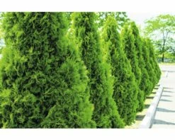 Lebensbaum FloraSelf Thuja Occidentalis `Smaragd` H 100-125 Cm Co 10 L
