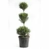 Leyland-Zypresse 3 Kugel FloraSelf Cupressocyparis Leylandii 'Pyramidalis' H 60-80 Cm Co 10 L -Florasellf Geschaft DV 8 6857798 01 4c CH 20220210154757