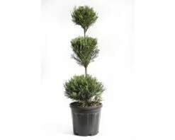 Leyland-Zypresse 3 Kugel FloraSelf Cupressocyparis Leylandii 'Pyramidalis' H 60-80 Cm Co 10 L