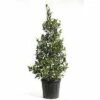 Stechpalme FloraSelf Ilex Mutchagara 'Nellie R.Stevens' H 100-120 Cm Co 25 L -Florasellf Geschaft DV 8 6857809 01 4c CH 20181017124655