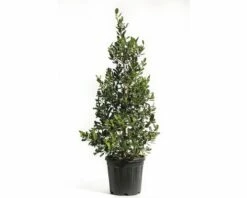 Stechpalme FloraSelf Ilex Mutchagara 'Nellie R.Stevens' H 100-120 Cm Co 25 L