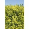 Sichtschutzhecke Gold-Liguster Spalier FloraSelf Ligustrum Ovalifolium 'Aureum' H 100-110 Cm B 50 Cm Co 18 L