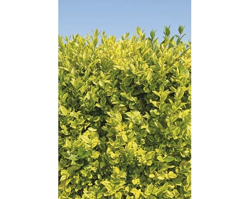 Sichtschutzhecke Gold-Liguster Spalier FloraSelf Ligustrum Ovalifolium 'Aureum' H 100-110 Cm B 50 Cm Co 18 L 3 Sichtschutzhecke Gold-Liguster Spalier FloraSelf Ligustrum Ovalifolium 'Aureum' H 100-110 Cm B 50 Cm Co 18 L