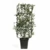 Spalier Glanzmispel FloraSelf Photinia Fraseri 'Robusta Compacta' H 100-110 Cm B 50 Cm Co 18 L 2 Spalier Glanzmispel FloraSelf Photinia Fraseri 'Robusta Compacta' H 100-110 Cm B 50 Cm Co 18 L -Florasellf Geschaft DV 8 6857818 01 4c CH 20181017124655