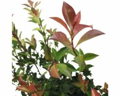 Glanzmispel FloraSelf Photinia Fraseri 'Robusta Compacta' H 50-70 Cm Co 4 L -Florasellf Geschaft DV 8 6857827 03 4c DE 20221026131659