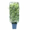 Sternjasmin Spalier FloraSelf Trachelospermum Jasminoides H 100-110 Cm B 50 Cm Co 18 L