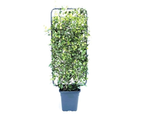 Sternjasmin Spalier FloraSelf Trachelospermum Jasminoides H 100-110 Cm B 50 Cm Co 18 L 3 Sternjasmin Spalier FloraSelf Trachelospermum Jasminoides H 100-110 Cm B 50 Cm Co 18 L