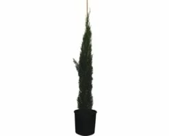 Mittelmeer-Zypresse 'Totem' FloraSelf Cupressus Sempervirens 'Totem' H 150-170 Cm Co 18 L