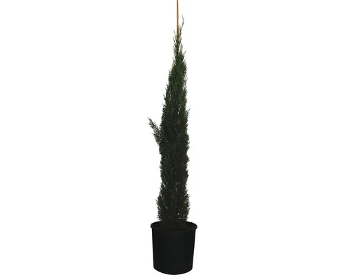 Mittelmeer-Zypresse 'Totem' FloraSelf Cupressus Sempervirens 'Totem' H 150-170 Cm Co 18 L 3 Mittelmeer-Zypresse 'Totem' FloraSelf Cupressus Sempervirens 'Totem' H 150-170 Cm Co 18 L