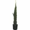 Mittelmeer-Zypresse 'Totem' FloraSelf Cupressus Sempervirens 'Totem' H 125-150 Cm Co 12 L -Florasellf Geschaft DV 8 6858262 01 4c DE 20200310141039