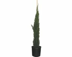 Mittelmeer-Zypresse 'Totem' FloraSelf Cupressus Sempervirens 'Totem' H 125-150 Cm Co 12 L