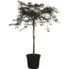 Dunkelroter Schlitzahorn FloraSelf Acer Palmatum 'Dissectum Garnet' H Ca.140 Cm Co 45 L