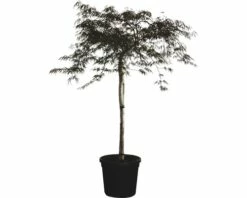 Dunkelroter Schlitzahorn FloraSelf Acer Palmatum 'Dissectum Garnet' H Ca.140 Cm Co 45 L