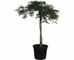 Grüner Schlitzahorn FloraSelf Acer Palmatum 'Dissectum Viridis' H Ca.140 Cm Co 45 L