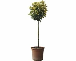 Spindelstrauch Stämmchen FloraSelf Euonymus Japonicus 'Elegantissima Aurea' H 50 Cm Co 5 L