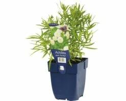 Eisenhut FloraSelf Achillea Ptarmica 'The Pearl' H 5-60 Cm Co 0,5 L