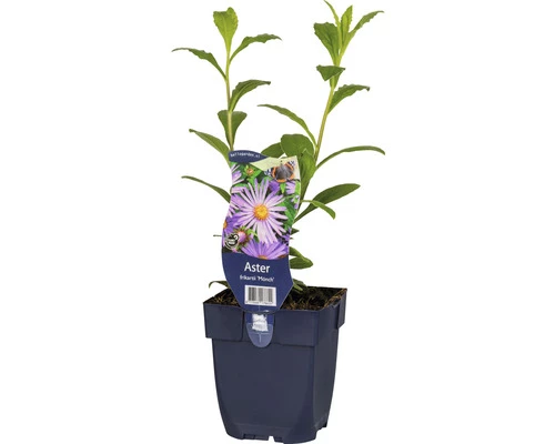 Sommer-Aster FloraSelf Aster Frikartii 'Mönch' H 10-60 Cm Co 0,5 L 3 Sommer-Aster FloraSelf Aster Frikartii 'Mönch' H 10-60 Cm Co 0,5 L