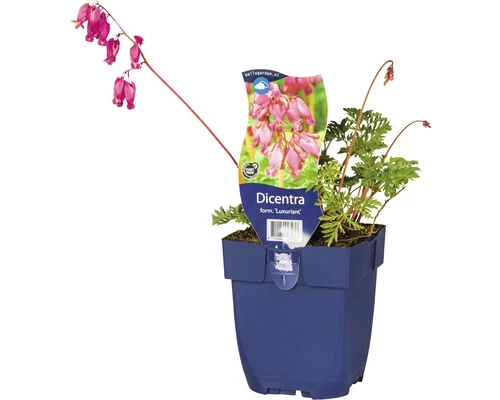 FloraSelf Herzblume Dicentra Formosa 'Luxuriant' H 5-35 Cm Co 0,5 L (6 Stk.) 3 FloraSelf Herzblume Dicentra Formosa 'Luxuriant' H 5-35 Cm Co 0,5 L (6 Stk.)