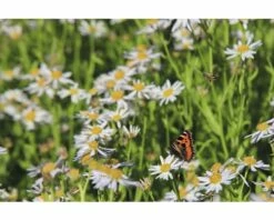 Schönaster FloraSelf Kalimeris Incisa H 5-50 Cm Co 0,5 L