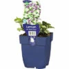 Gefleckte Taubnessel FloraSelf Lamium Maculatum 'Beacon Silver' H 5-20 Cm Co 0,5 L -Florasellf Geschaft DV 8 7013702 01 4c DE 20220311094651