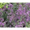Heidegünsel FloraSelf Origanum-Cultivars 'Rosen Kuppel' H 5-25 Cm Co 0,5
