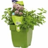 Oregano FloraSelf Origanum Vulgare 'Compactum' H 5-20 Cm Co 0,5 L