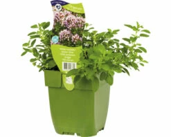 Oregano FloraSelf Origanum Vulgare 'Compactum' H 5-20 Cm Co 0,5 L