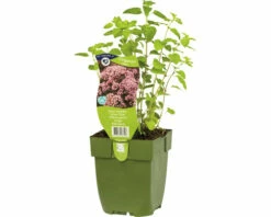 Oregano FloraSelf Origanum Vulgare H 5-15 Cm Co 0,5 L (6 Stk.)