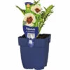 Orientalischer Mohn FloraSelf Papaver Orientale 'Perry's White' H 5-20 Cm Co 0,5 L
