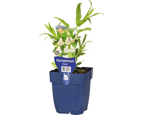 FloraSelf Bartfaden Pentstemon-Cultivars 'Gletsjer' H 5-80 Cm Co 0,5 L (6 Stk.) 3 FloraSelf Bartfaden Pentstemon-Cultivars 'Gletsjer' H 5-80 Cm Co 0,5 L (6 Stk.)