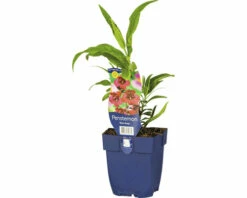 FloraSelf Bartfaden Pentstemon-Cultivars 'Rich Ruby' H 5-60 Cm Co 0,5 L (6 Stk.)