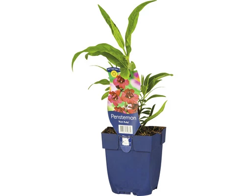 FloraSelf Bartfaden Pentstemon-Cultivars 'Rich Ruby' H 5-60 Cm Co 0,5 L (6 Stk.) 3 FloraSelf Bartfaden Pentstemon-Cultivars 'Rich Ruby' H 5-60 Cm Co 0,5 L (6 Stk.)