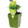 Weinraute, Gartenraute FloraSelf Ruta Graveolens H 5-15 Cm Co 0,5 L -Florasellf Geschaft DV 8 7013851 02 4c DE 20201114221652